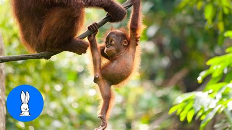 Baby Orangutan Are Adorable Cutest Compilation Youtube