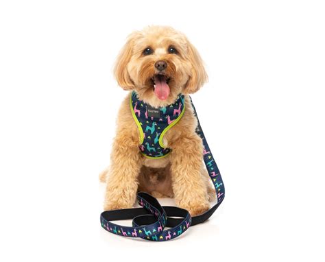 En esta entrada valoramos mejores a fin de que tú consigas decidir entre la amplia diversidad de artículos de esta clase. Correa para perro Coachella Fuzzyard Europa, complementos ...
