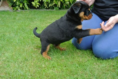 Beautiful coats, disposition, and conformation. Rottweiler puppies el paso | Dogs, breeds and everything about our best friends.
