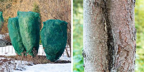 How To Protect Trees In Winter From Harsh Cold Weather Eising Garden
