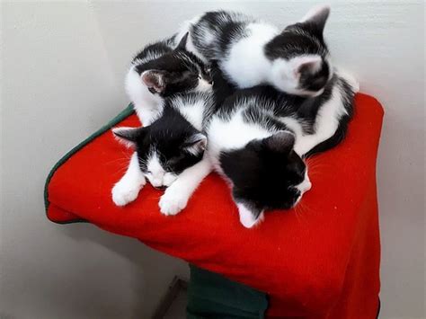Als bisherige reine wohnungskatze liebt er den balkon. Oer-Erkenschwick: Stapelweise Schnurralarm - Katzen suchen ...