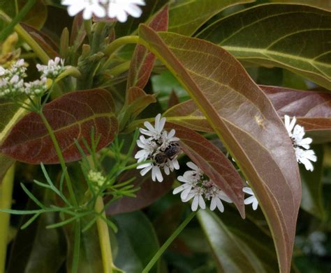 Use these 22 proven flowers to attract bees to your pollinator garden in your backyard. Growing cilantro in Southern California - Greg Alder's ...