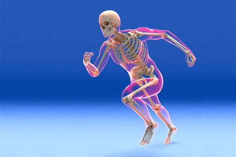 Sistemas Esqueletico Para Ninos