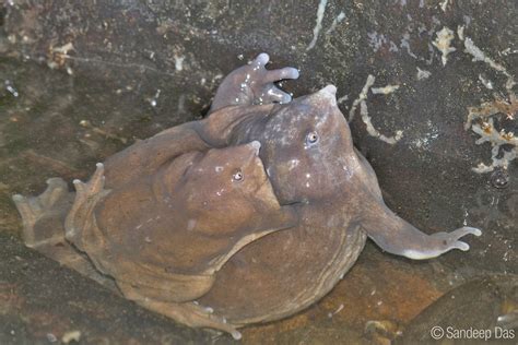 Purple Frog Nasikabatrachus Sahyadrensis