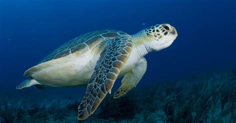 Endangered Green Sea Turtles Return To Florida In Record Numbers Huffpost