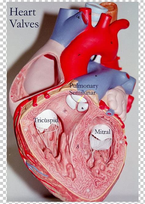 Heart Valve Anatomy Tricuspid Valve PNG Clipart Anatomy Aorta Aortic Valve Biology Blood