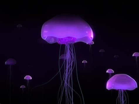 Hd Wallpaper Purple And Teal Jellyfish Underwater Medusa Colorful