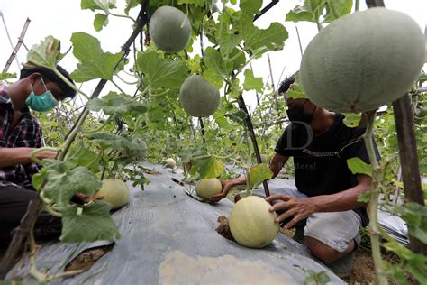 Foto Feature Perkebunan Melon Menjadi Daya Tarik Agrowisata