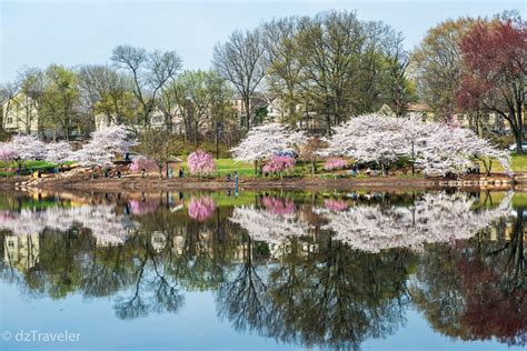 Cherry Blossom In Branch Brook Park Nj Dizzy Traveler