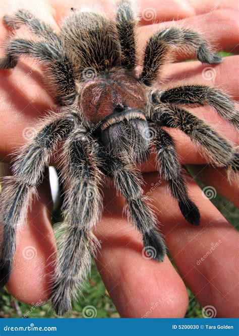 Rose Hair Tarantula In Hand 2 Stock Photo Image Of Insects Arachnid