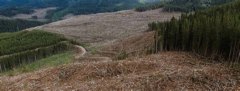 Say No To Private Clearcuts In The Elk Valley Wildsight