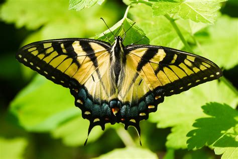 A Naturalist S Photographic Year Eastern Tiger Swallowtail Schurch