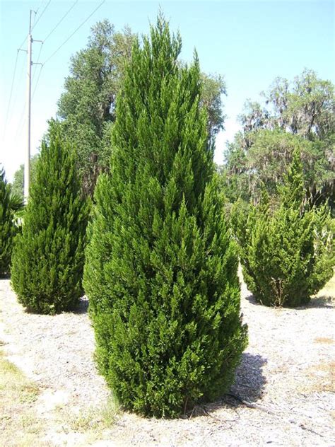 Many people who plant a privacy hedge or windbreak need it yesterday. spartan juniper | Plants, Juniper plant, Fast growing ...