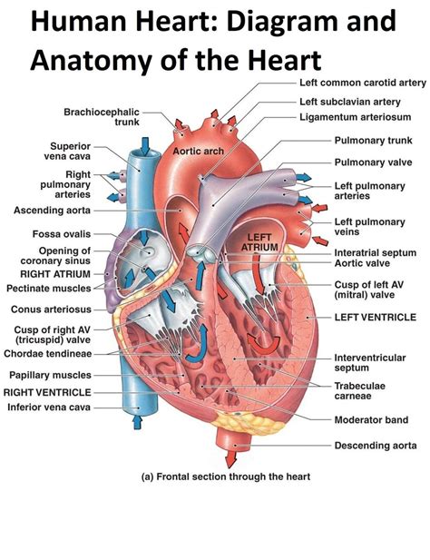The Human Heart Diagram Display Poster Diagram And Anatomy Of The Heart