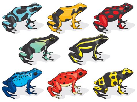 Poison Dart Frogs Basic Information Plus Top 10 Facts Pest Wiki