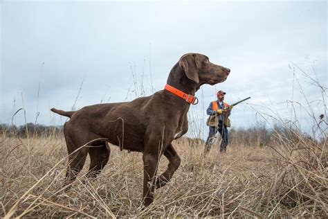 What Is The Best Hunting Dog For Pheasant