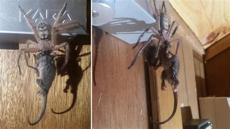 Guests Witness Massive Huntsman Spider Eating A Possum In Their Ski