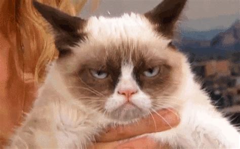 Grumpy Cat  Find And Share On Giphy