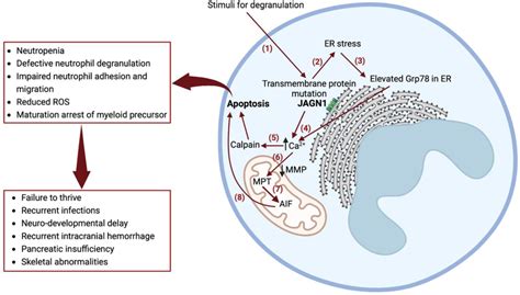 Mechanism Of Severe Congenital Neutropenia Caused By Jagn1 Deficiency