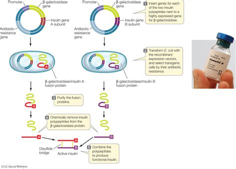 Human Insulin Production By Genetic Engineering Online Biology Notes