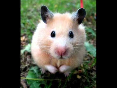 While easy for humans to be around, they should always live in solitary confinement. Cute Syrian Hamsters - YouTube