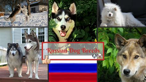 Russian Dog Breeds Youtube