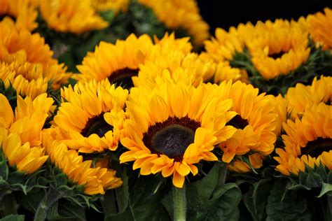 Yellow Aesthetic Sunflowers Wallpapers Top Free Yellow Aesthetic