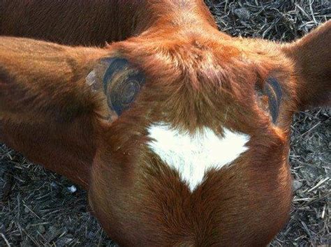 Why You Need To Dehorn Your Cows Daily Trust