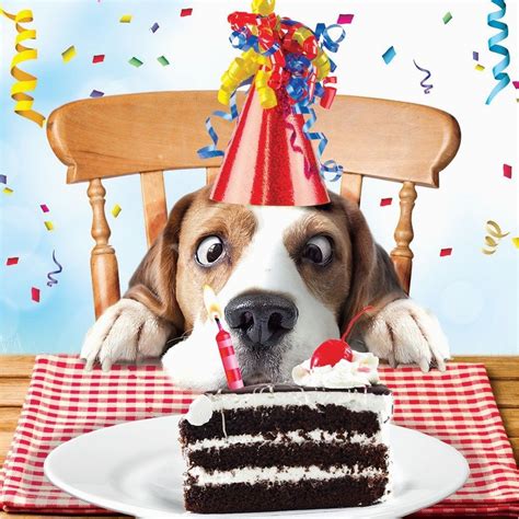 We've got hilarious designs galore with the perfect innuendo for your partner, or punchline for. Funny Birthday Cards with Dogs Beagle Luxury Glitter Funny Birthday Greeting Card Dog | BirthdayBuzz