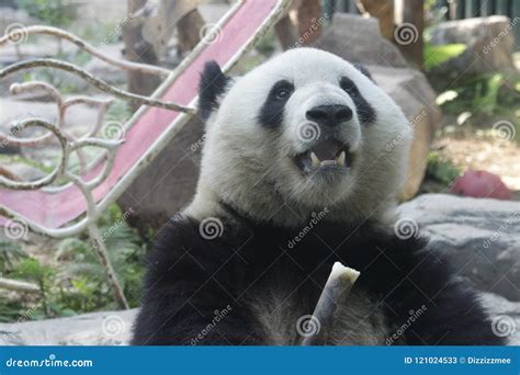 Funny Pose Of Giant Panda Stock Image Image Of Pose 121024533