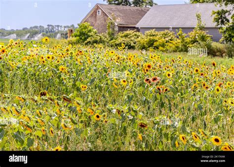 field of sunflowers on the North Fork of Long island, NY Stock Photo