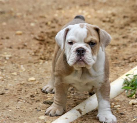 Old English Bulldog Puppies For Sale Southern Maryland Md 280577