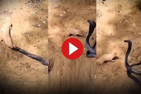 Viral Video Mongoose Teaches King Cobra A Lesson Eats The Venomous