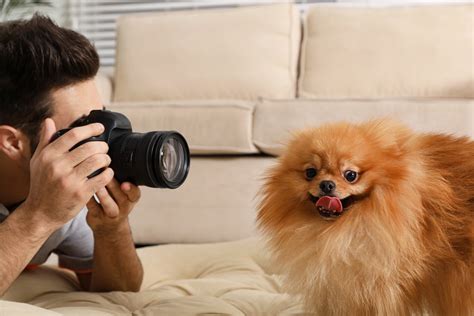 Top 17 How To Do A Dog Photoshoot At Home Headshot