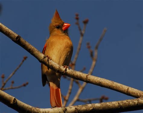 Golden Lady Female Northern Cardinal Late Evening Sun Flickr