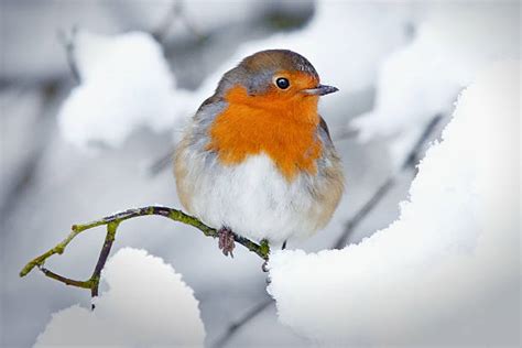 Robin In Snow Stock Photos Pictures And Royalty Free Images Istock