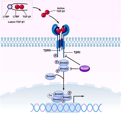 Frontiers Diverse Role of TGF β in Kidney Disease