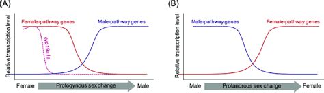Changes In Sex Specific Gene Expression Across Protogynous A And