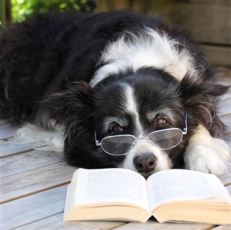 The 5 Most Intelligent Dogs In The World