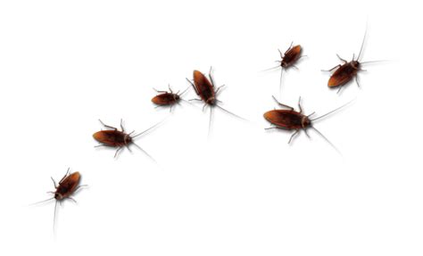 Roach Transparent Isolated Png Png Mart