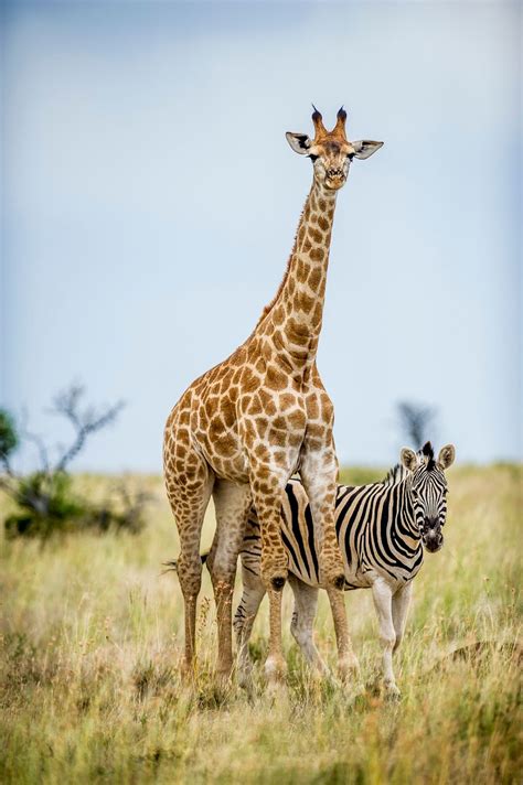 On Valentines Day These Adorably Odd Animal Friends Show Theres