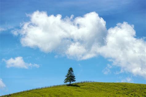 Solo Pino En La Colina Verde Y Cielo Azul Con Nubes Imagen De Archivo
