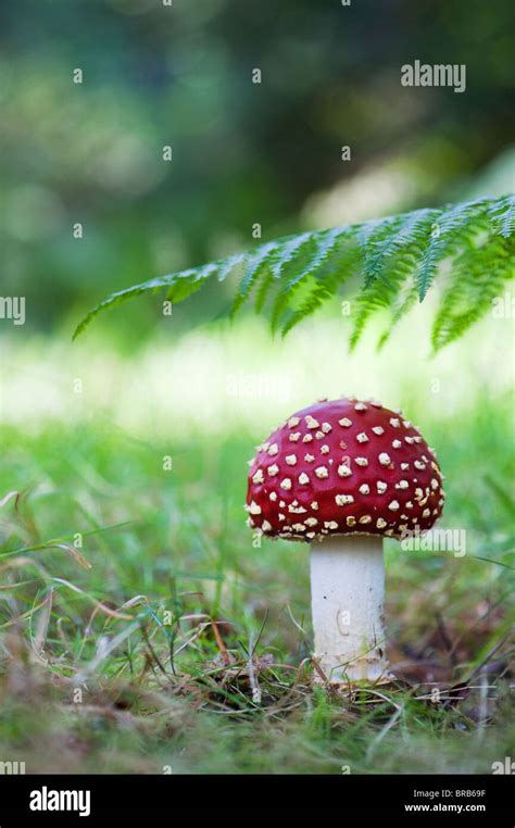 Amanita Muscaria Fly Agaric Mushroom Growing In An English Woodland
