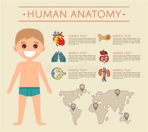 Órganos Internos Del Cuerpo Humano Anatomía Del Cuerpo Femenino