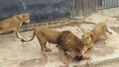 Chile Zoo Kills Lions To Protect Suicidal Man Who Entered Their Cage