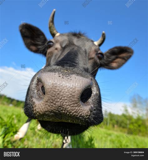 Animal Big Snout Image And Photo Free Trial Bigstock