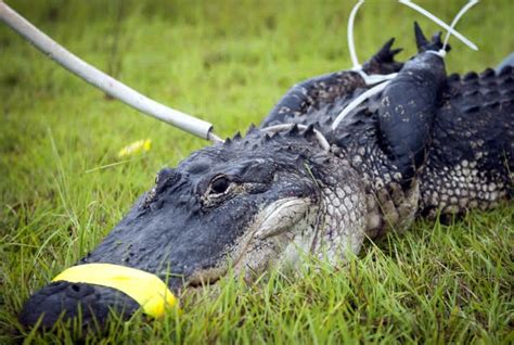 Florida Man Charged With Assault For Throwing Alligator In Wendys