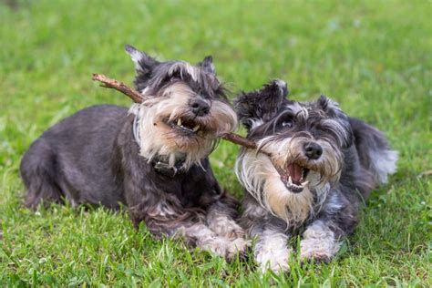 5 Health Issues To Look Out For In Your Miniature Schnauzer Pawtracks