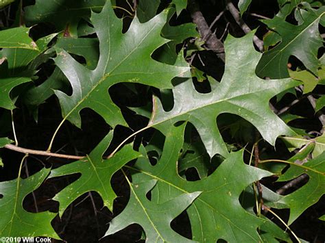 Quercus Palustris Pin Oak