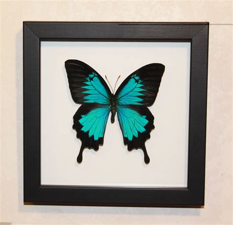 Large Real Framed Butterfly Felt